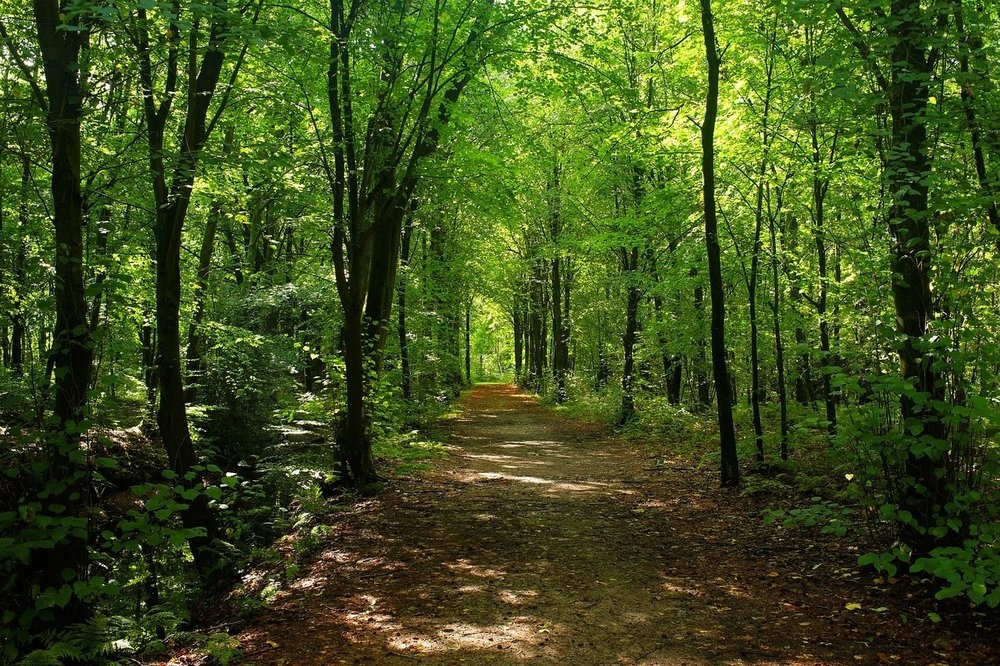 Woods