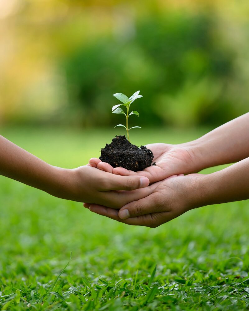 hands holding a plant in soil