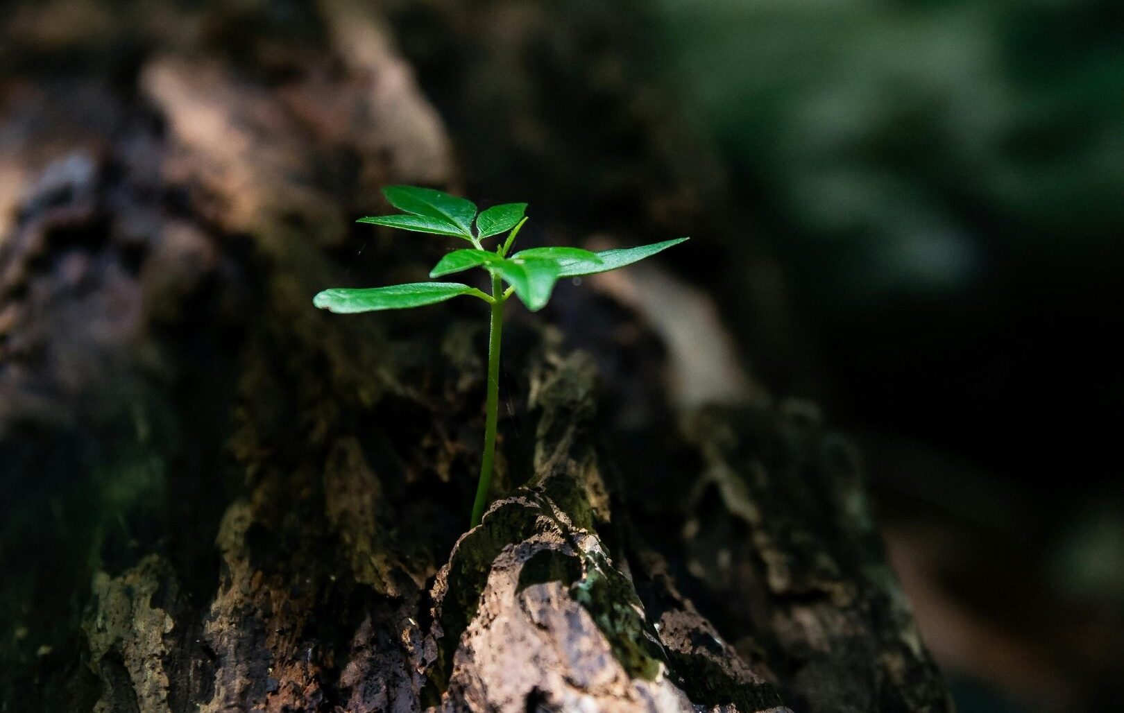 Plant growing from bark