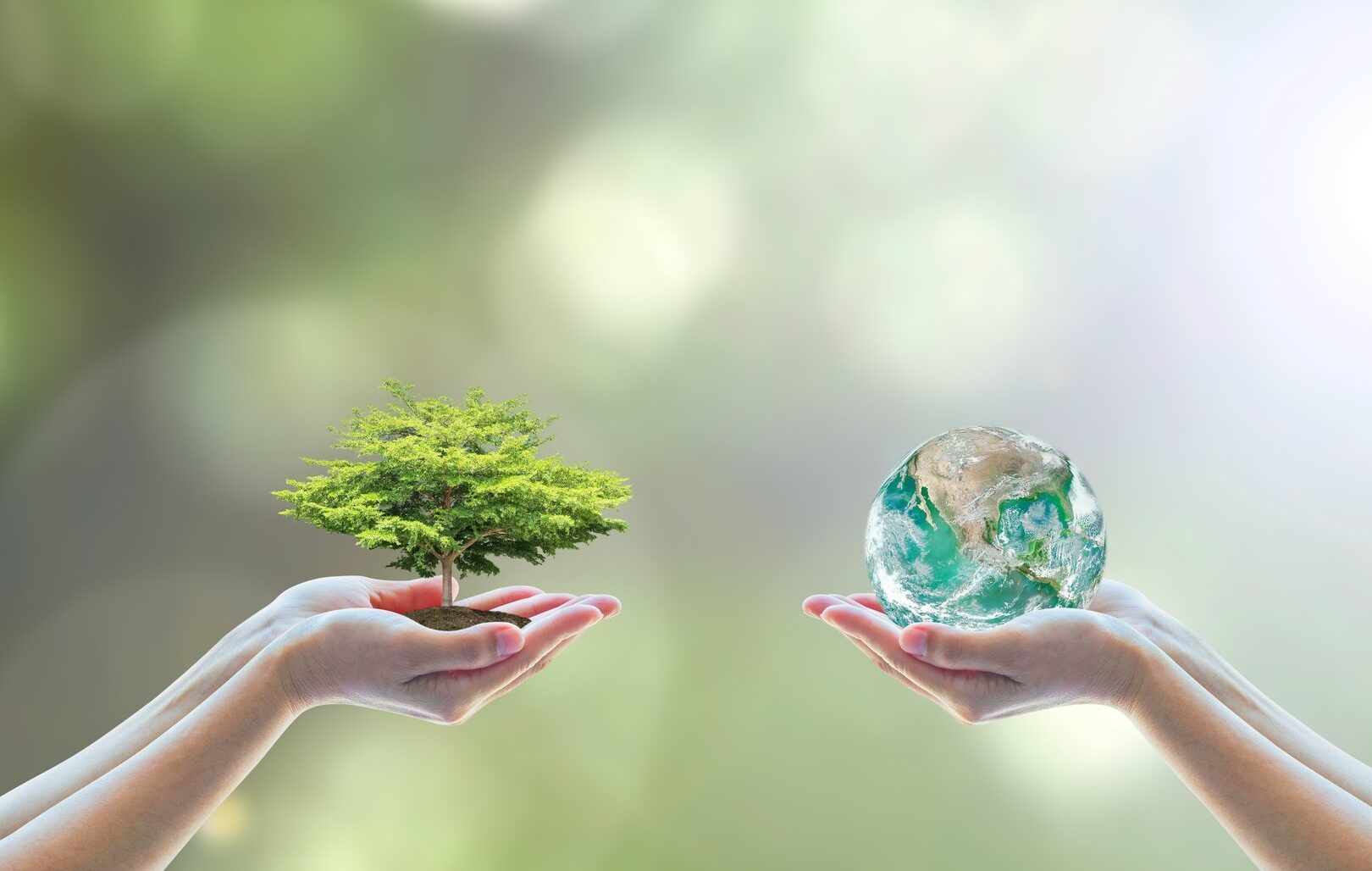 Hands holding a tree and hands holding a globe