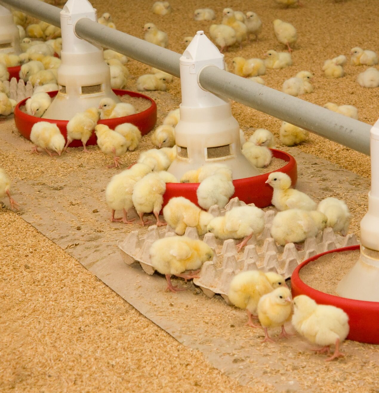 Chicks eating