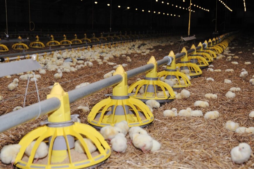Why LPG is the ideal fuel for poultry rearing